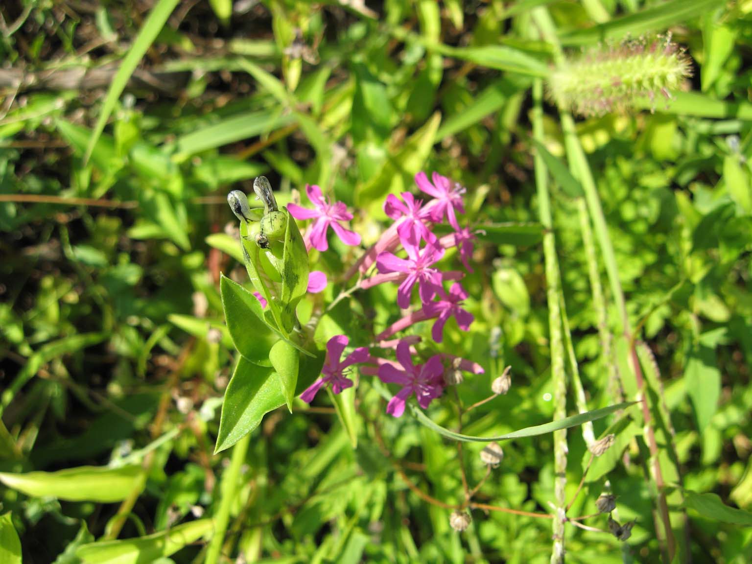 flora vigne Valtellina - Silene armeria